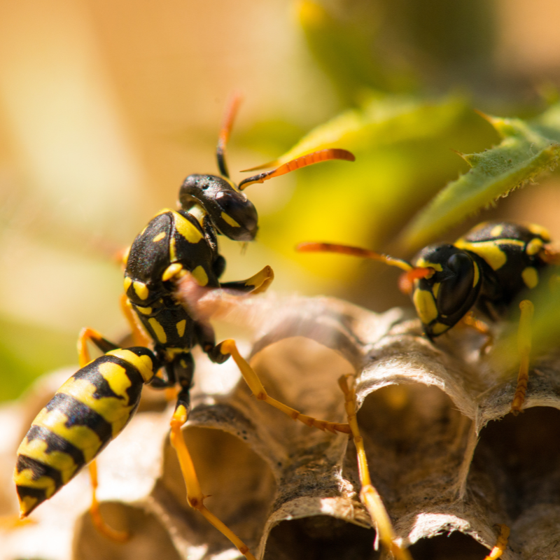 Life Secur Formation service Destruction de nids d’hyménoptères